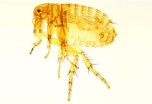 <i> Xenopsylla cheopis</i>