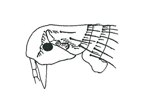 <i> Xenopsylla cheopis</i>