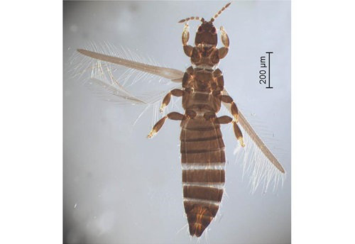 <i> Limothrips cerealium</i>