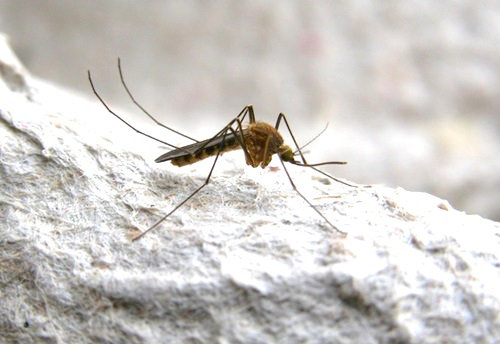 <i> Culex pipiens</i>