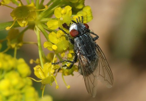<i> Wohlfahrtia magnifica</i>
