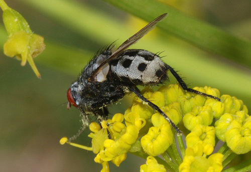 <i> Wohlfahrtia magnifica</i>