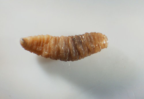 <i> Wohlfahrtia magnifica</i>