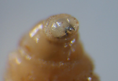 <i> Wohlfahrtia magnifica</i>