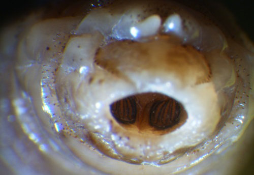 <i> Wohlfahrtia magnifica</i>