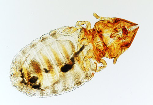 <i> Felicola subrostratus</i>