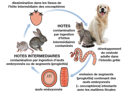 art755 cycle vie tenias