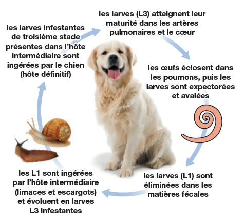 art418 angiostrongylose cycle