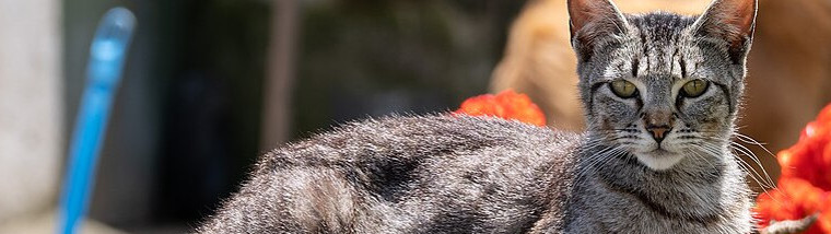 Protéger vos chiens et vos chats contre les parasites externes