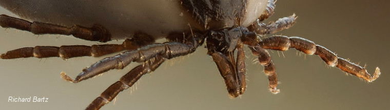 Tout savoir sur <i>Ixodes</i>